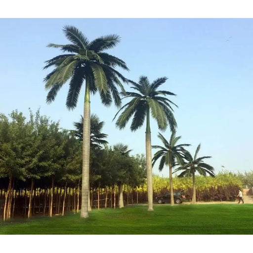 Royal Palm Faux Tree for Hotels Airports and Event Spaces