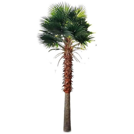 Artificial Mexican Fan Palm Tree Very Large Washington Palm Tree with Faux Foliage Tall Tree