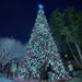 40 foot Decorated Christmas tree with lights and ornaments at night, surrounded by people.