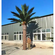 Man Standing Next To 20 ft Tall Artificial Florida Palm Tree