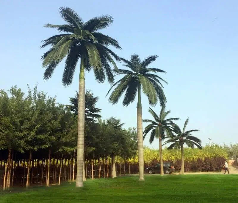 Large Artificial Royal Palm Tree (13ft - 23ft) UV Resistant