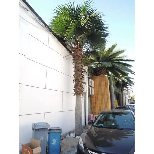Artificial Mexican Fan Palm Tree Very Large Washington Palm Tree with Faux Foliage Installed
