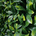 Artificial Large Ficus Leaf Hedge Panel Close up of Faux Leaves