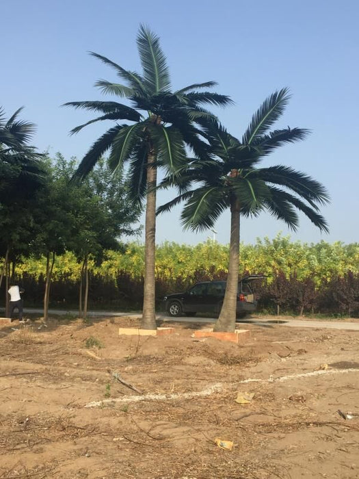 Large Artificial Royal Palm Tree (13ft - 23ft) UV Resistant