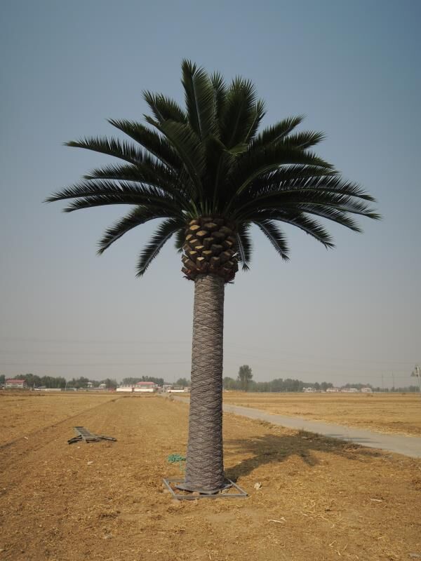 Large Artificial Florida Palm Tree (13ft To 23ft) UV Resistant
