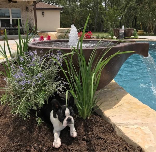 Slick Rock Concrete Spill Water Bowl - Classic