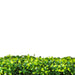 Light Artificial Boxwood Hedge Freestanding Event Hedge Boxwood Mat