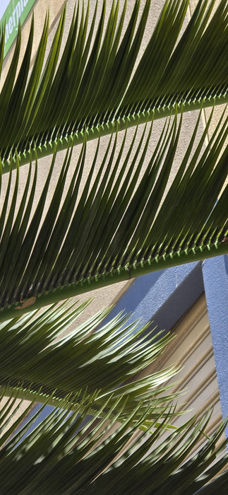 Large Artificial Royal Palm Tree (13ft - 23ft) UV Resistant
