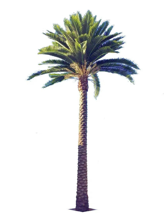 Giant Commercial and Luxury Residential Tall Artificial Florida Palm Tree (13ft To 23ft) UV Resistant (10-12 Week Back Order)