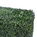 Close-up of a dense boxwood hedge.