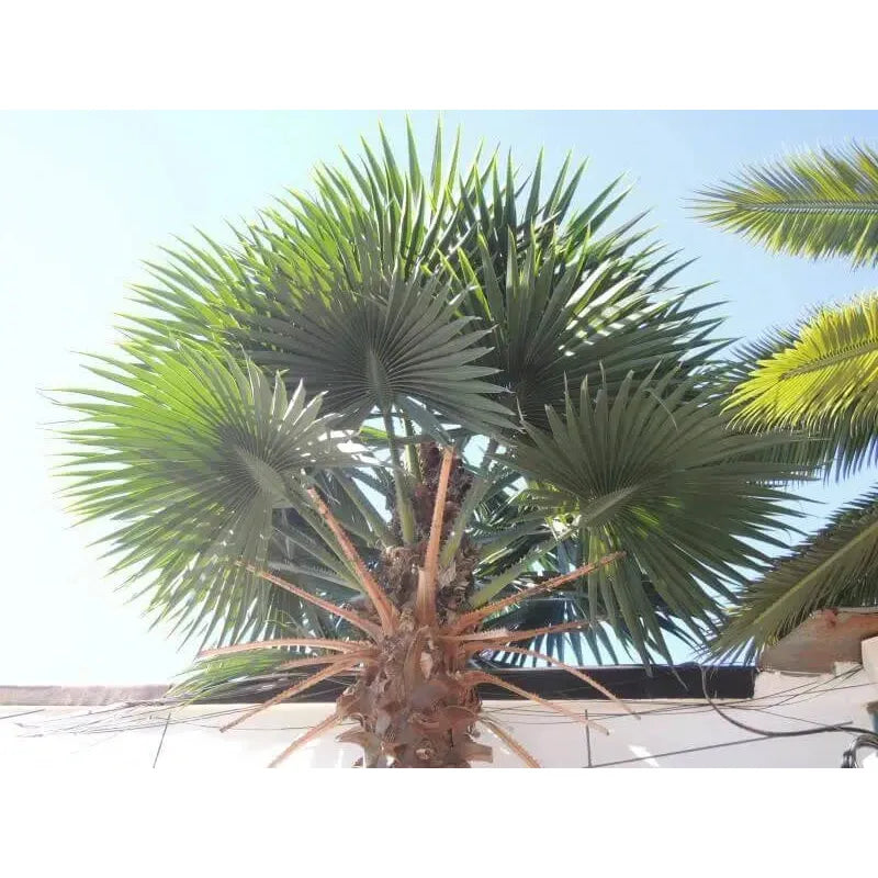 Artificial Mexican Fan Palm Tree Very Large Washington Palm Tree with Faux Foliage Leaves